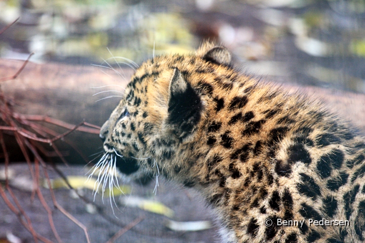 Amurleopard unge.jpg - Amurleopard  (Panthera pardus orientalis)  unge